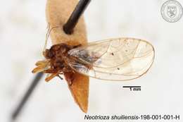 Image of Neotrioza