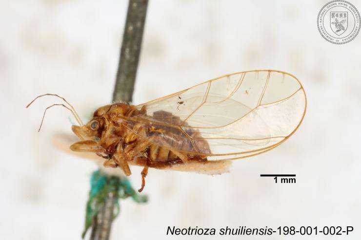 Image of Neotrioza