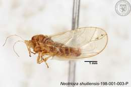 Image of Neotrioza