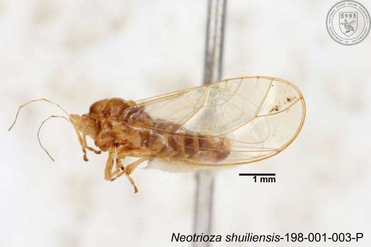 Image of Neotrioza