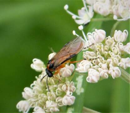 Image of Beet Sawfly