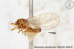 Image of Neotrioza