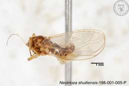 Image of Neotrioza