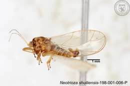 Image of Neotrioza