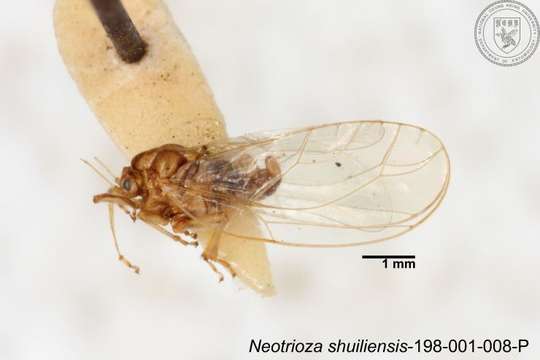 Image of Neotrioza