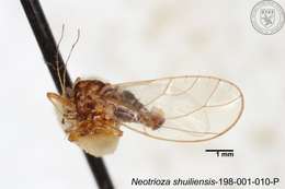 Image of Neotrioza