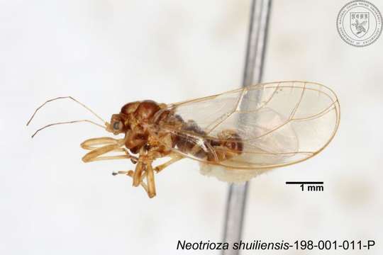 Image of Neotrioza