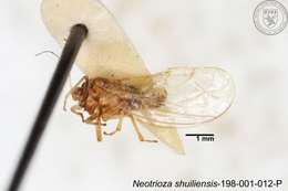 Image of Neotrioza