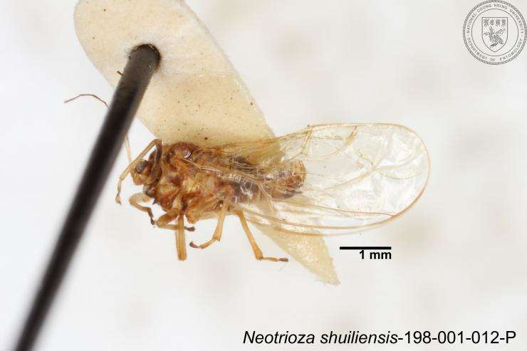 Image of Neotrioza