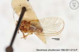 Image of Neotrioza