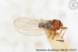 Image of Neotrioza