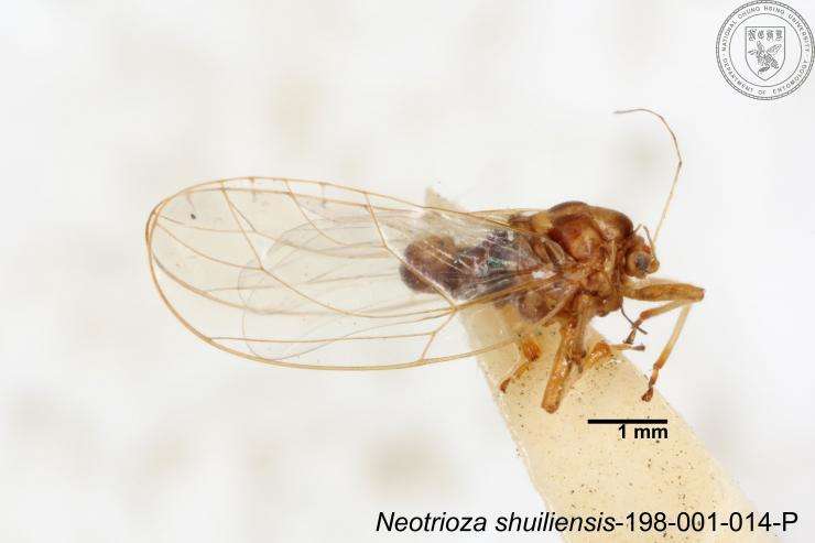 Image of Neotrioza