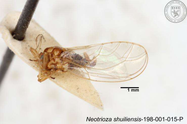 Image of Neotrioza