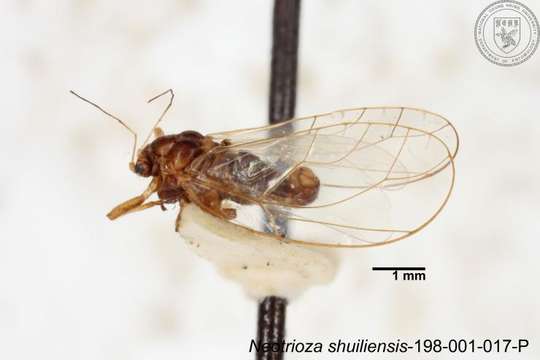 Image of Neotrioza