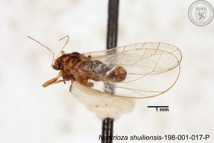 Image of Neotrioza