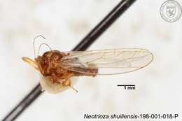 Image of Neotrioza