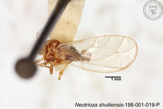 Image of Neotrioza