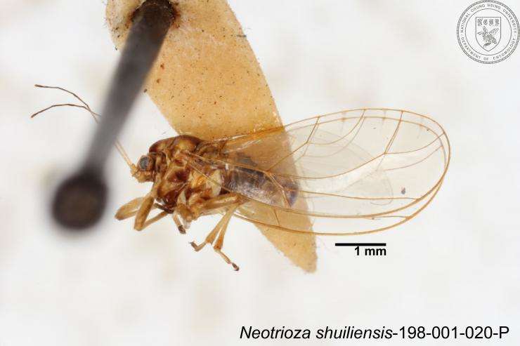 Image of Neotrioza