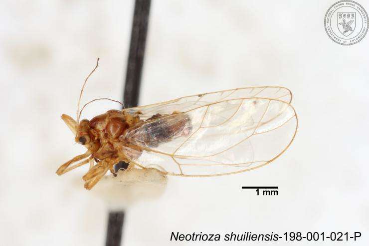 Image of Neotrioza