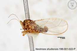 Image of Neotrioza