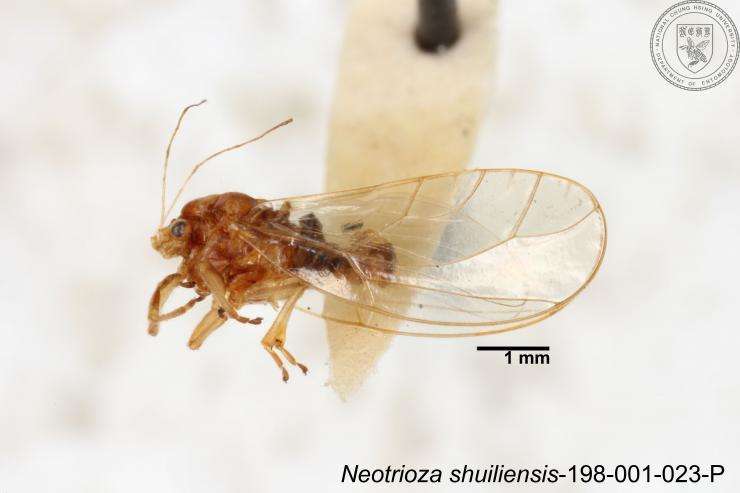 Image of Neotrioza