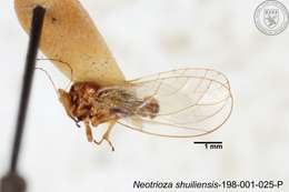 Image of Neotrioza