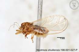 Image of Neotrioza