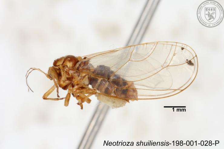 Image of Neotrioza