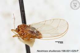 Image of Neotrioza