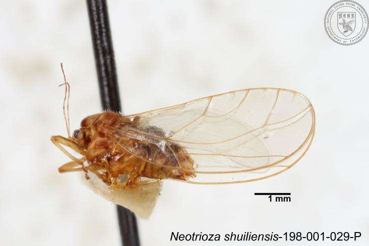 Image of Neotrioza