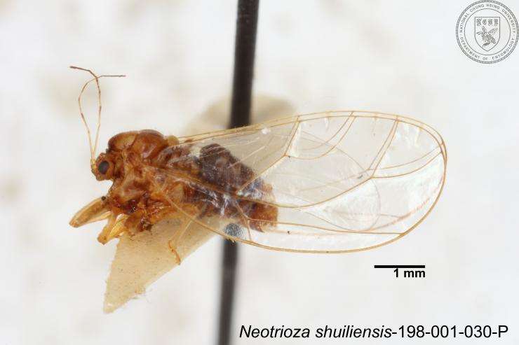 Image of Neotrioza