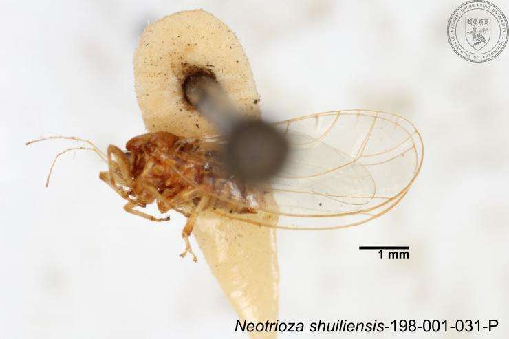 Image of Neotrioza