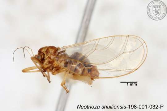 Image of Neotrioza