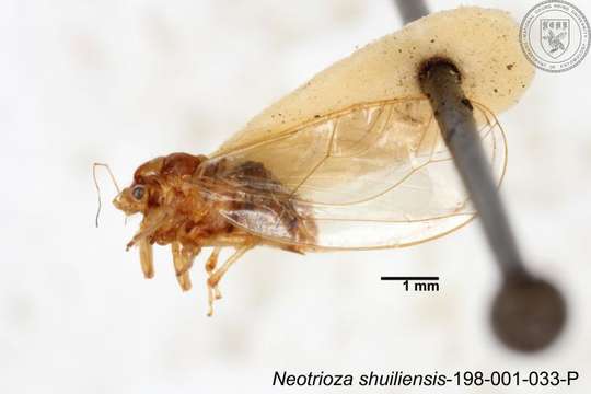 Image of Neotrioza