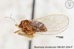 Image of Neotrioza