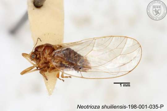 Image of Neotrioza