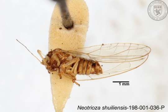 Image of Neotrioza