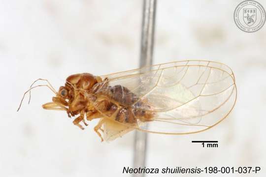 Image of Neotrioza