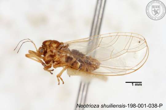 Image of Neotrioza