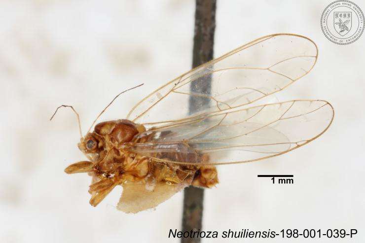 Image of Neotrioza