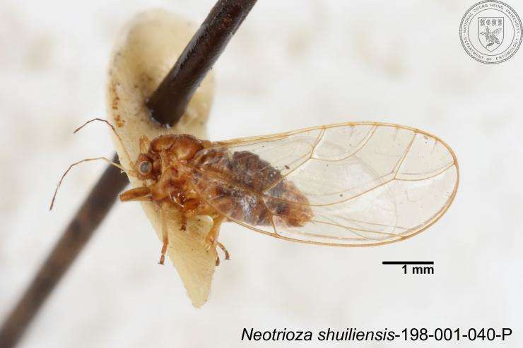 Image of Neotrioza