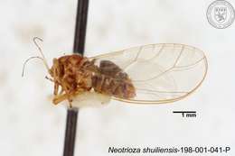 Image of Neotrioza