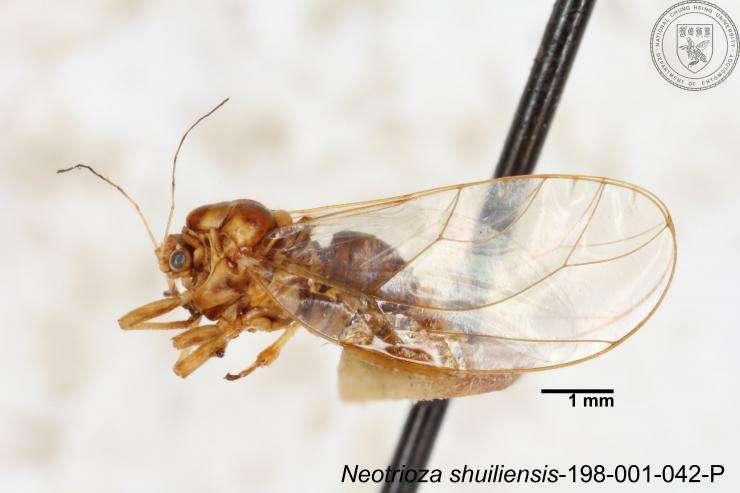 Image of Neotrioza