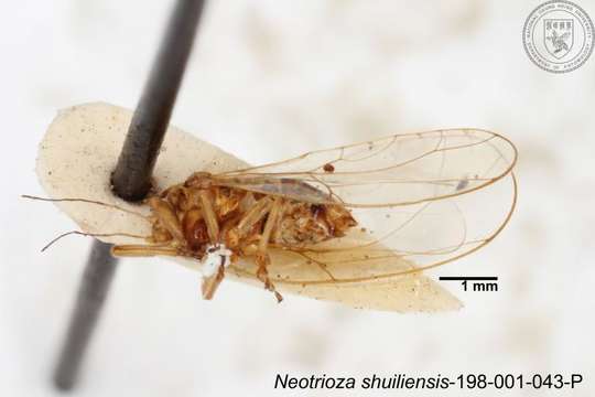 Image of Neotrioza