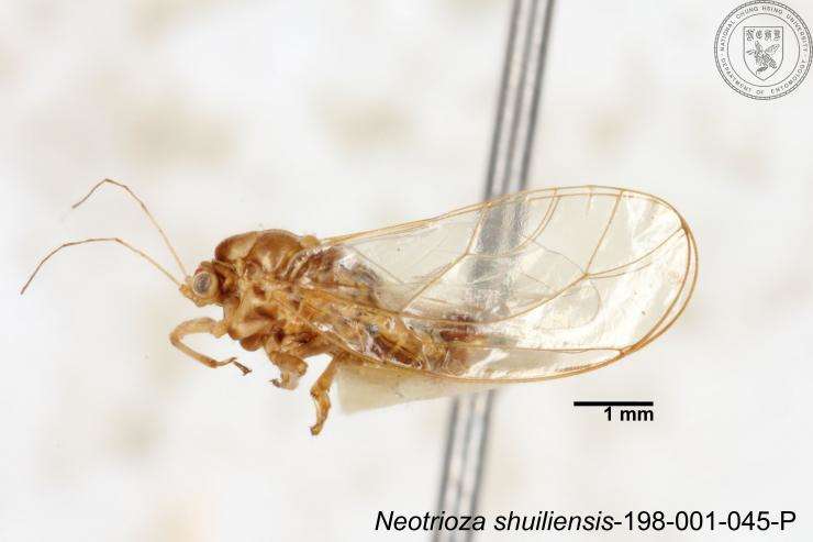 Image of Neotrioza