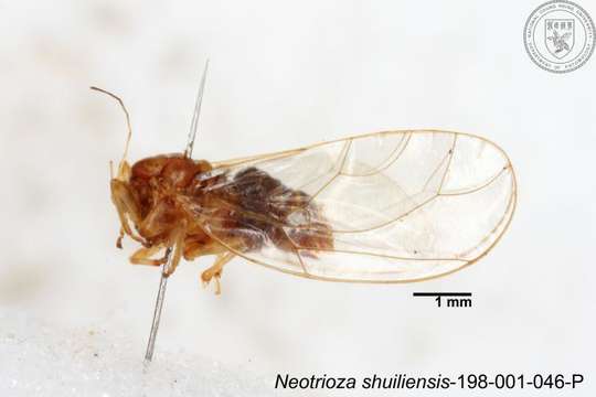 Image of Neotrioza