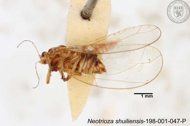 Image of Neotrioza