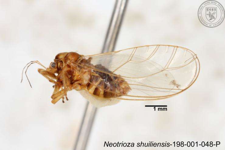 Image of Neotrioza