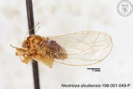 Image of Neotrioza