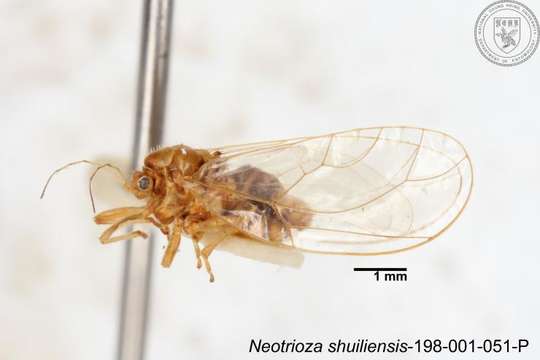 Image of Neotrioza